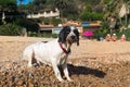 Dog at the beach