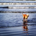 Dog On A Beach Royalty Free Stock Photo