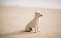 Dog at the beach looking and waiting