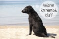 Dog, Beach, Wann Kommst Du Means When Are You Coming Royalty Free Stock Photo