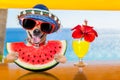 Dog at the beach and watermelon Royalty Free Stock Photo