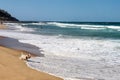 Dog beach - Westie dog wades into the foam as waves roll into shore and a steamboat heads in and swimmers and tourists play along