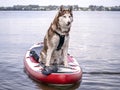 Dog On The Beach Royalty Free Stock Photo