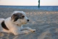 Dog at the beach