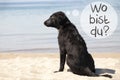 Dog, Beach, Wo Bist Du Means Where Are You Royalty Free Stock Photo