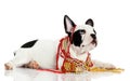 Dog with beads on white background