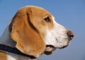 Dog beagle