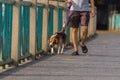Dog beagle breed