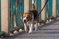 Dog beagle breed