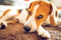 Dog beagle breed sleeps on carpet Royalty Free Stock Photo