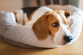 Dog beagle breed sleeps on dog bed looking sad Royalty Free Stock Photo