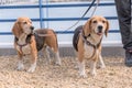 Dog Beagle Breed