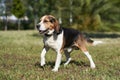 Dog beagle breed standing. Group 6 FCI. Hound