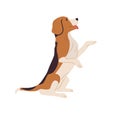 Dog of Beagle breed standing on hind legs and asking for smth. Doggy on back paws with tongue hanging out. Profile of