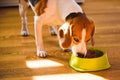 Dog beagle eating canned food from bowl in bright interior Royalty Free Stock Photo