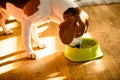 Dog beagle eating canned food from bowl in bright interior Royalty Free Stock Photo