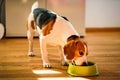 Dog beagle eating canned food from bowl in bright interior Royalty Free Stock Photo