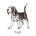 Dog of Beagle English Beagle breed sitting, hand drawn doodle sketch with inscription, isolated vector illustration