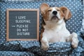 Dog Beagle funny sleeping on the pillow next to the Board with the inscription I love to sleep . Please do not disturb