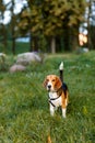 Dog beagle on the grass