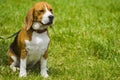 Dog beagle on green grass . closeup Beagle. Beagle dogs, portrait Royalty Free Stock Photo