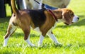 Dog beagle on green grass. closeup Beagle. Beagle dogs, portrait Royalty Free Stock Photo