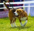 Dog beagle on green grass. closeup Beagle. Beagle dogs, portrait Royalty Free Stock Photo