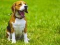 Dog beagle on green grass. closeup Beagle. Beagle dogs, portrait Royalty Free Stock Photo