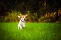 Dog having fun running towards camera with tongue out towards camera in summer day on meadow field Royalty Free Stock Photo