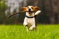 Dog Beagle with a stick on a green field during spring runs towards camera Royalty Free Stock Photo