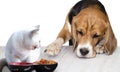 Dog beagle looks and wants to pick up cat food