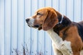 Dog Beagle. The profile of the head