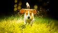 Dog Beagle running fast and jumping with tongue out through green grass field in a spring