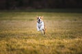 Dog Beagle running and jumping with tongue out