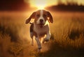 Dog Beagle running and jumping with tongue out through green grass field in a spring