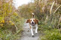 Dog Beagle running and jumping through yellow grass in a forest