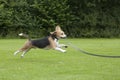 Dog beagle running outdoor in a park