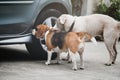 Dog beagle smelling and survey around car wheel before pee, The car had a different smell of dog pee Royalty Free Stock Photo