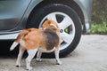 Dog beagle smelling and survey around car wheel before pee, The car had a different smell of dog pee Royalty Free Stock Photo