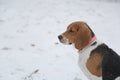 Dog beagle and snow in Park