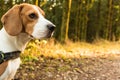 Dog beagle stands on path in forest portrait on left