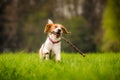 Beagle dog in a field runs with a stick Royalty Free Stock Photo