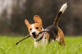 Beagle dog in a field runs with a stick Royalty Free Stock Photo