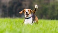 Beagle dog in a field runs with a stick Royalty Free Stock Photo