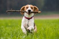 Beagle dog in a field runs with a stick