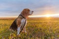 Beagle dog in the bright rays of the autumn sunset