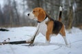 Beagle dog chewing a dry branch in winter forest Royalty Free Stock Photo