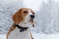 Beagle dog walking in the winter snowy forest Royalty Free Stock Photo