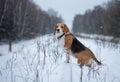 Beagle dog walking in the winter snowy forest Royalty Free Stock Photo