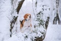 Beagle dog walking in the winter snowy forest Royalty Free Stock Photo